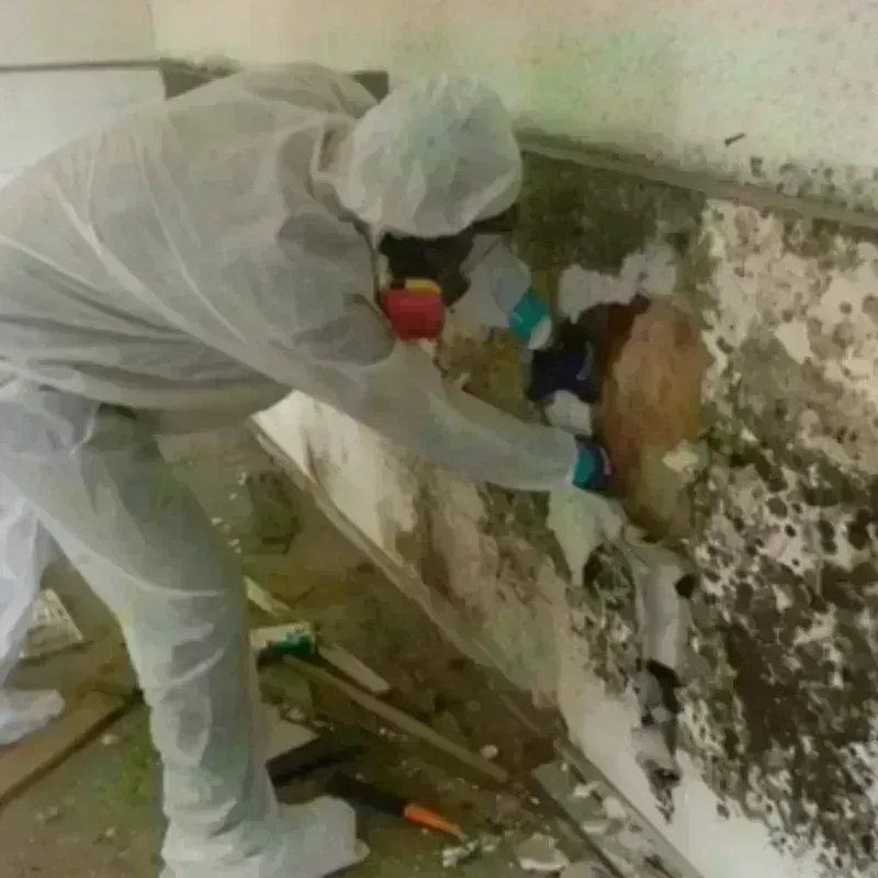 Mold Remediation and Removal in Elverta, CA